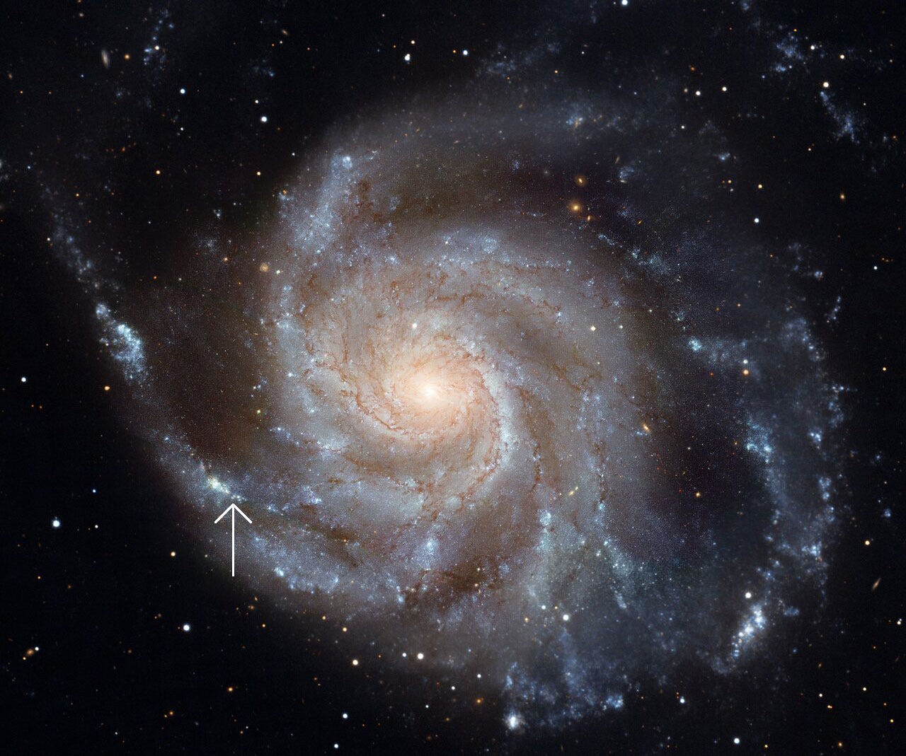 Image of a face-on spiral galaxy with several pinwheel-like arms radiating away from a bright center. Hundreds of stars are visible in the black background, and a white arrow shows where the supernova went off in one of the spiral arms