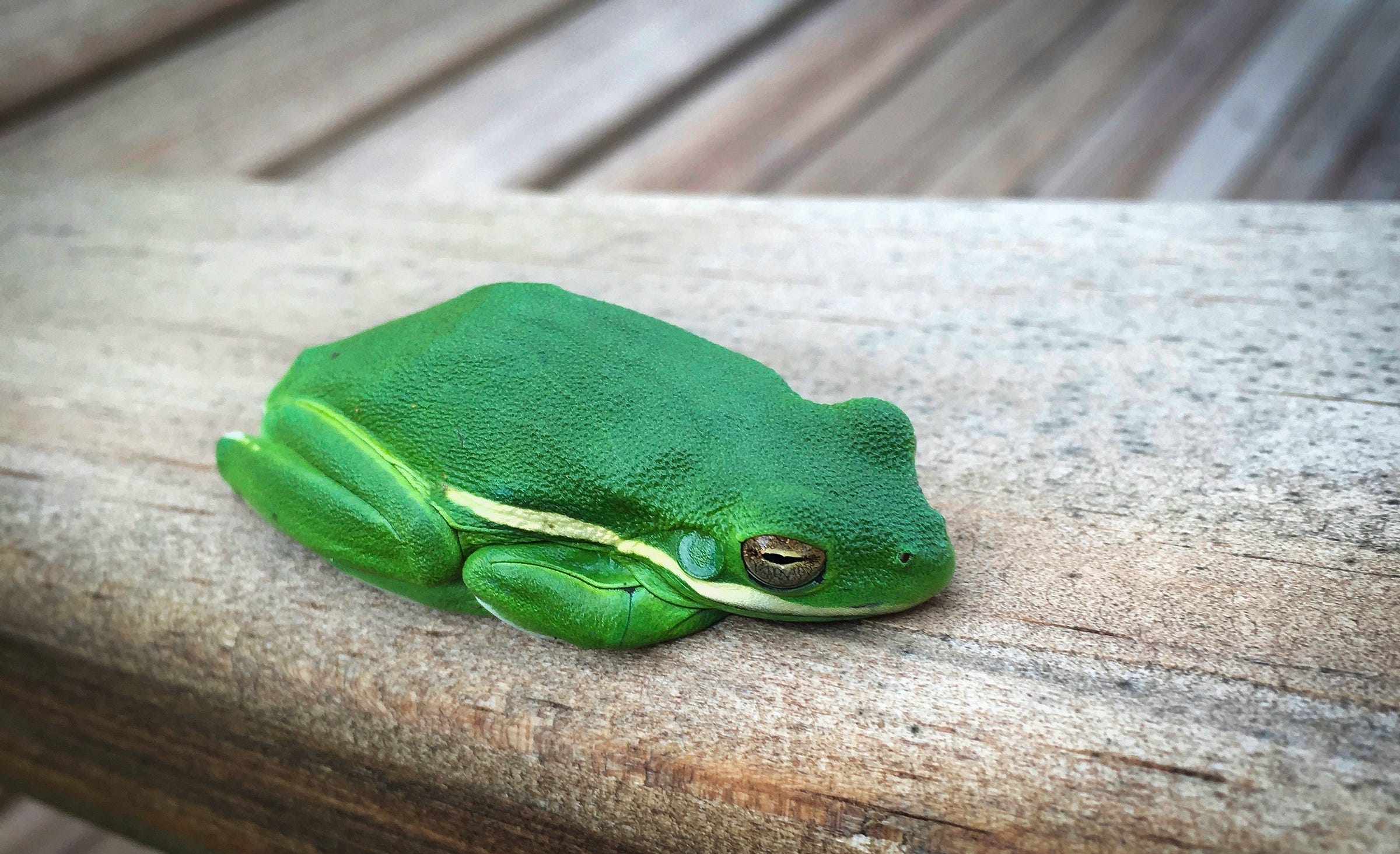 A bright green tree frog sits on the wooden arm of a bench