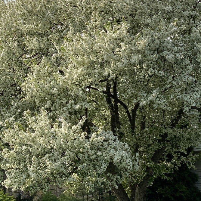 Snow-white blossoms on flowering spring tree, photographed for My Forever Son: Chronicling Grief, Hope, an Healing After Losing My Son to Suicide