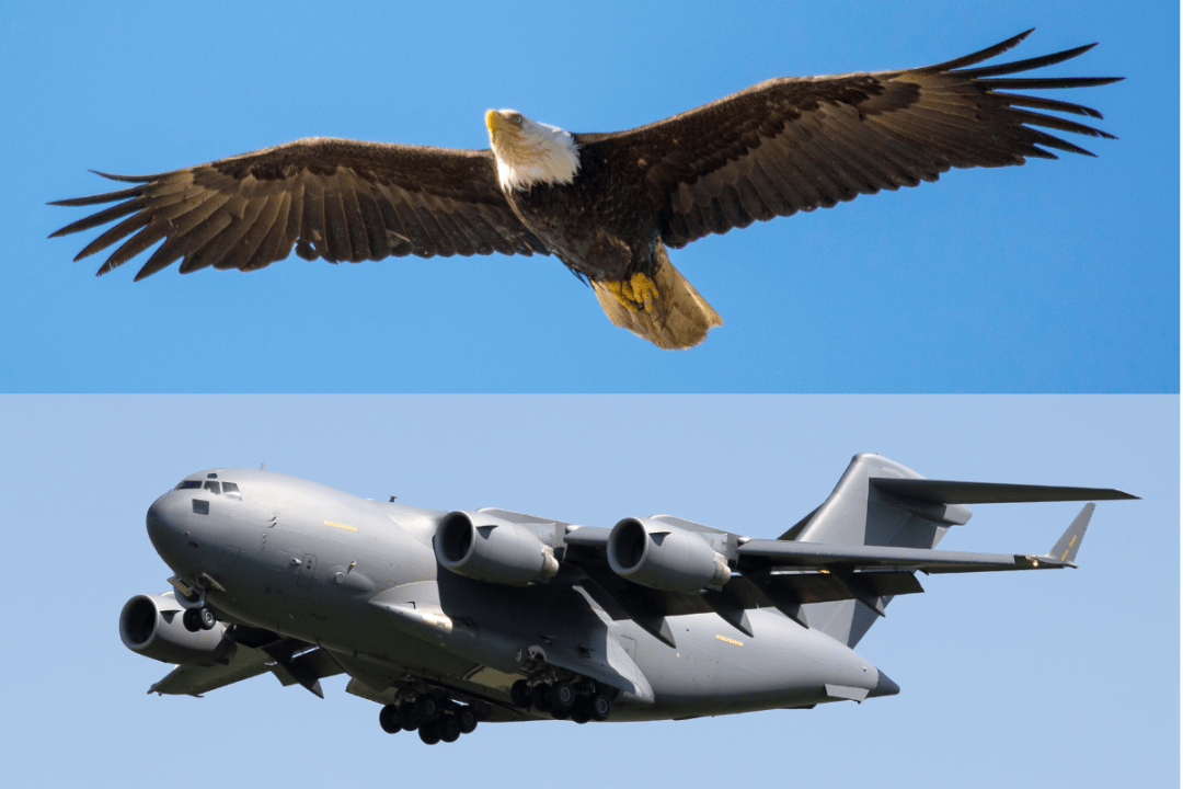 It's a Bird. It's a Plane.: Aviation Designs Inspired by Birds | EarthCare  Northwest - Birds Connect Seattle