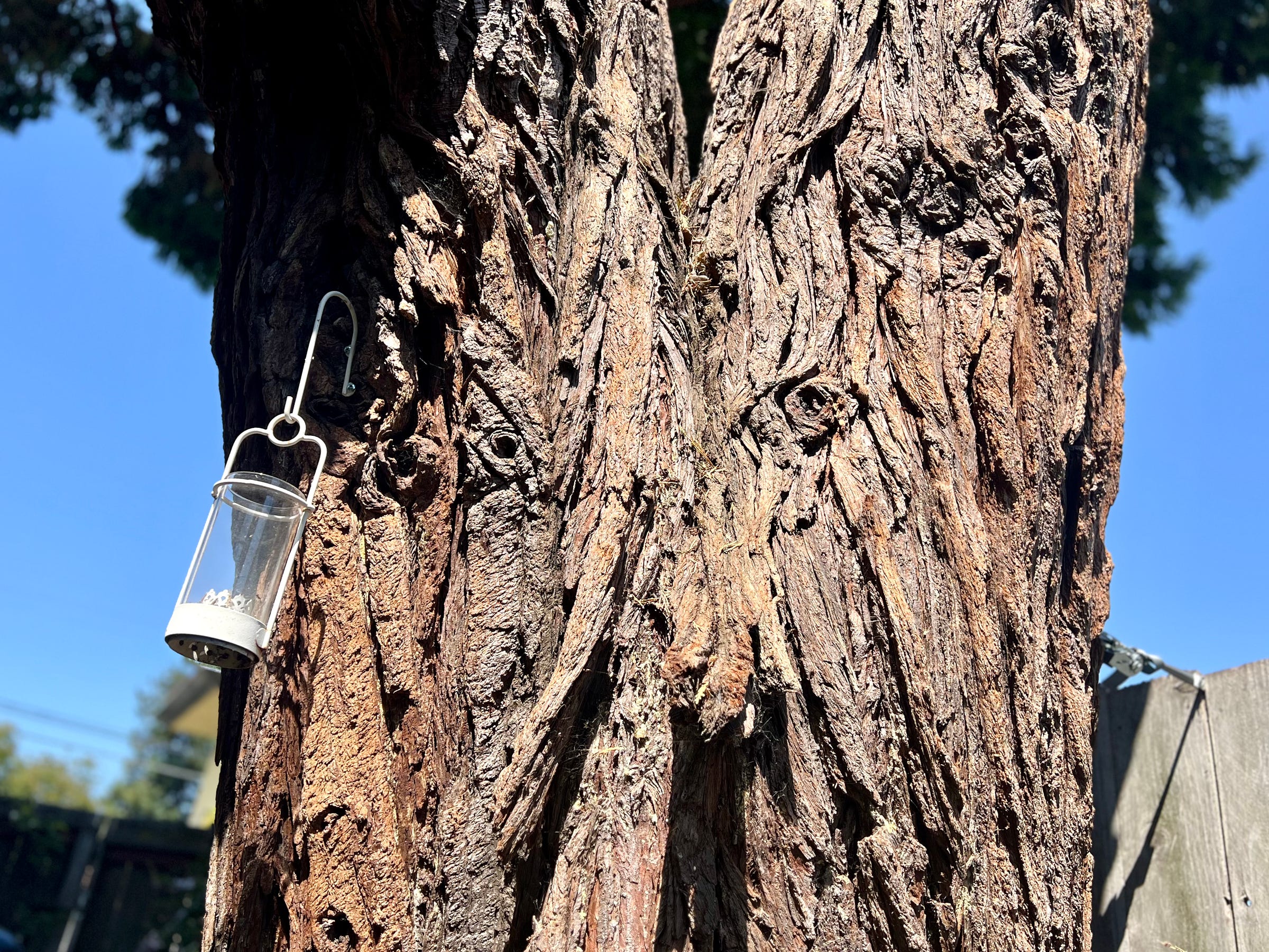 A 100-year old incense cedar tree stands as an example with burls for eyes and peeling bark for a nose. Wind catches a lantern. Photo: Barbara Tien, all rights reserved.