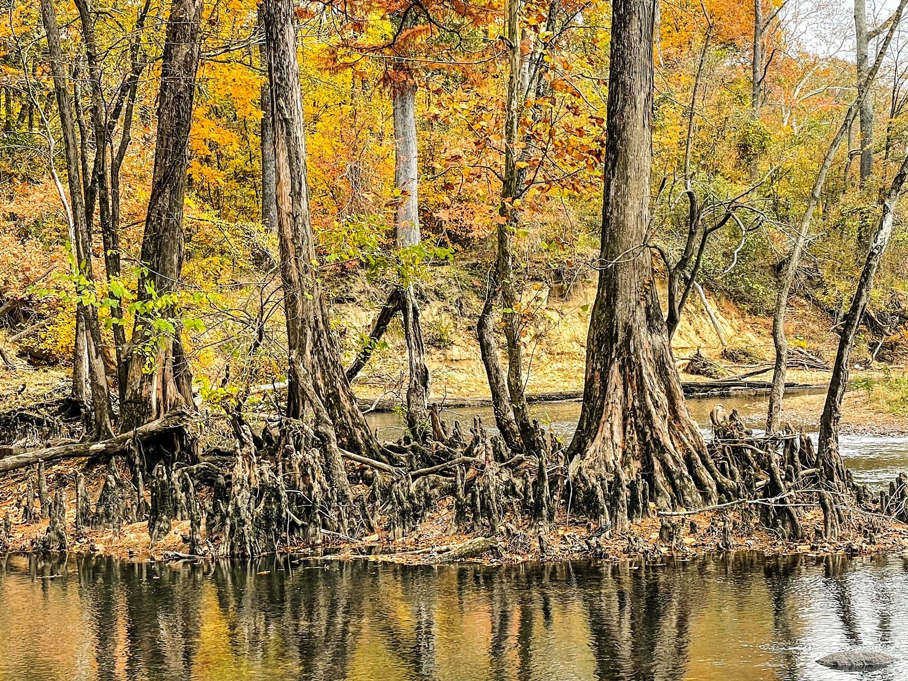Picture of a swamp and trees with their roots above the waterline