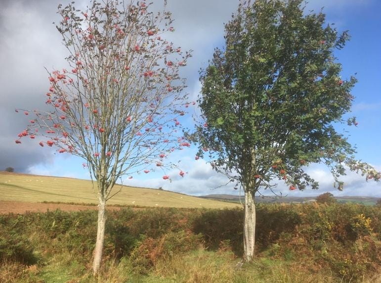 Two trees in a field

Description automatically generated