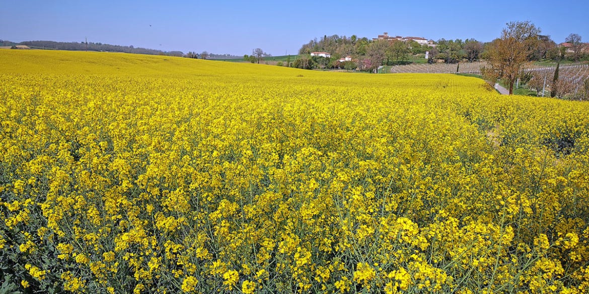 A field of Colza flowers in Gers.