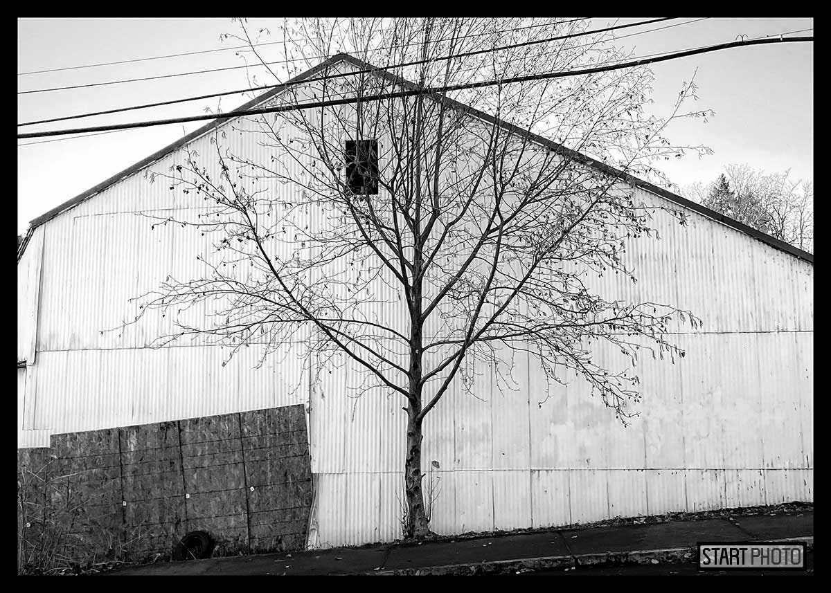 A black and white photograph of a white, triangular building. In front of the building, a dark, leafless tree contrasts with the light toned facade.