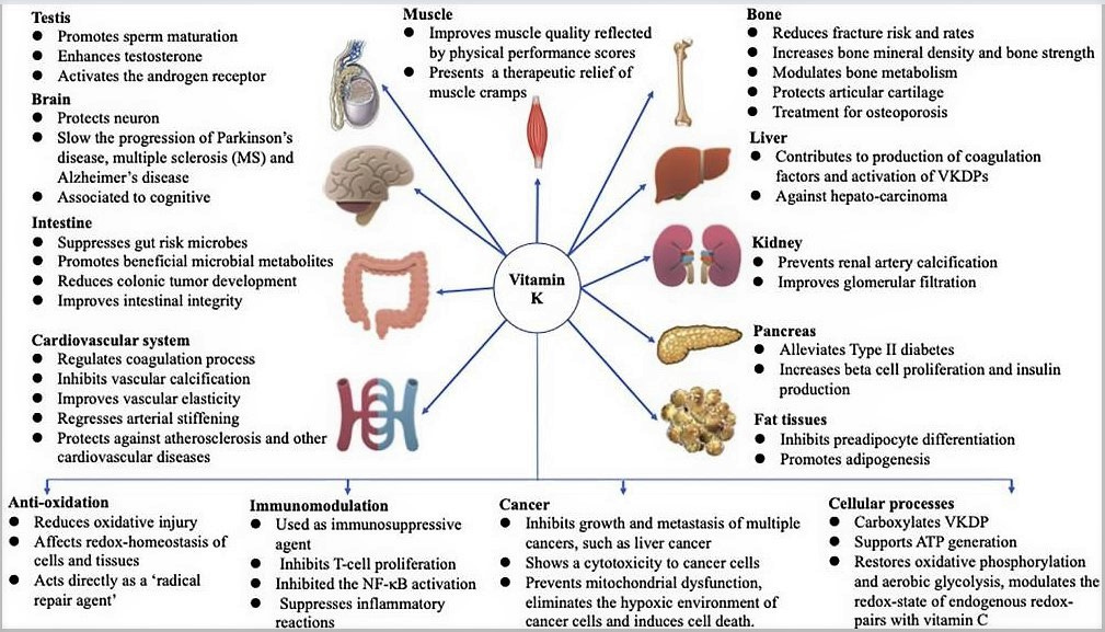 Role of Vitamin K2 [Mk-7] in Intestinal Health - PMC (Jan. 2022)