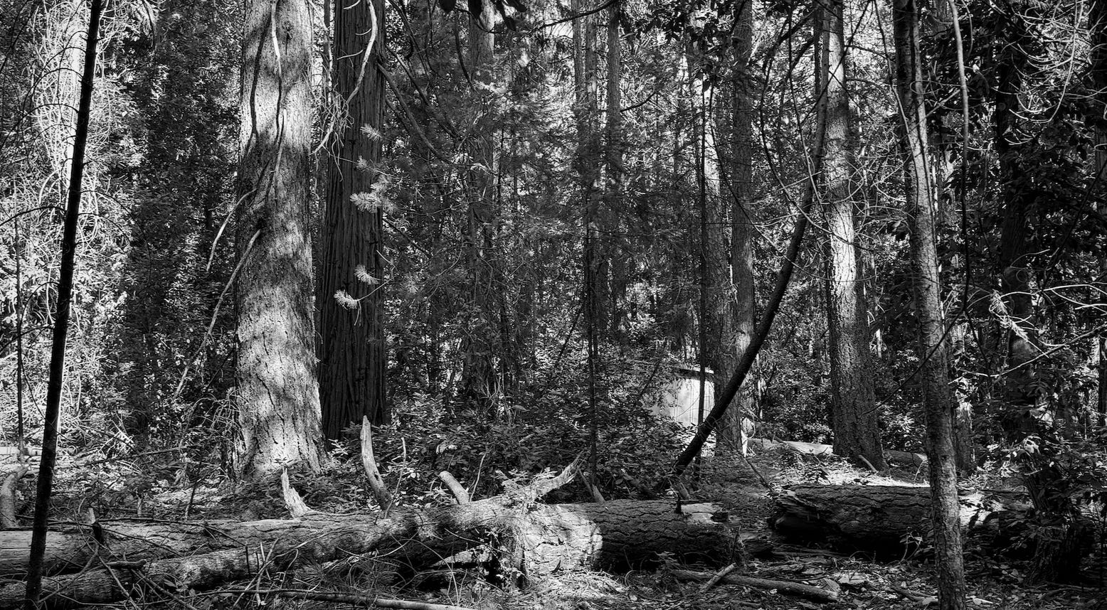 Dense forest with building peeking through