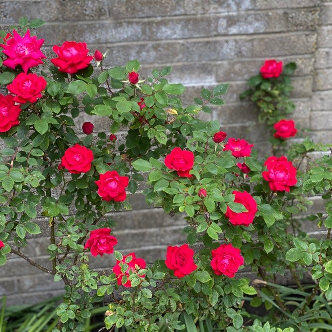 Heart-shaped display of red roses against a stone wall, My Forever Son: Chronicling Grief, Hope, and Healing After Suicide Loss of My Son, "A Glimpse of Hope"