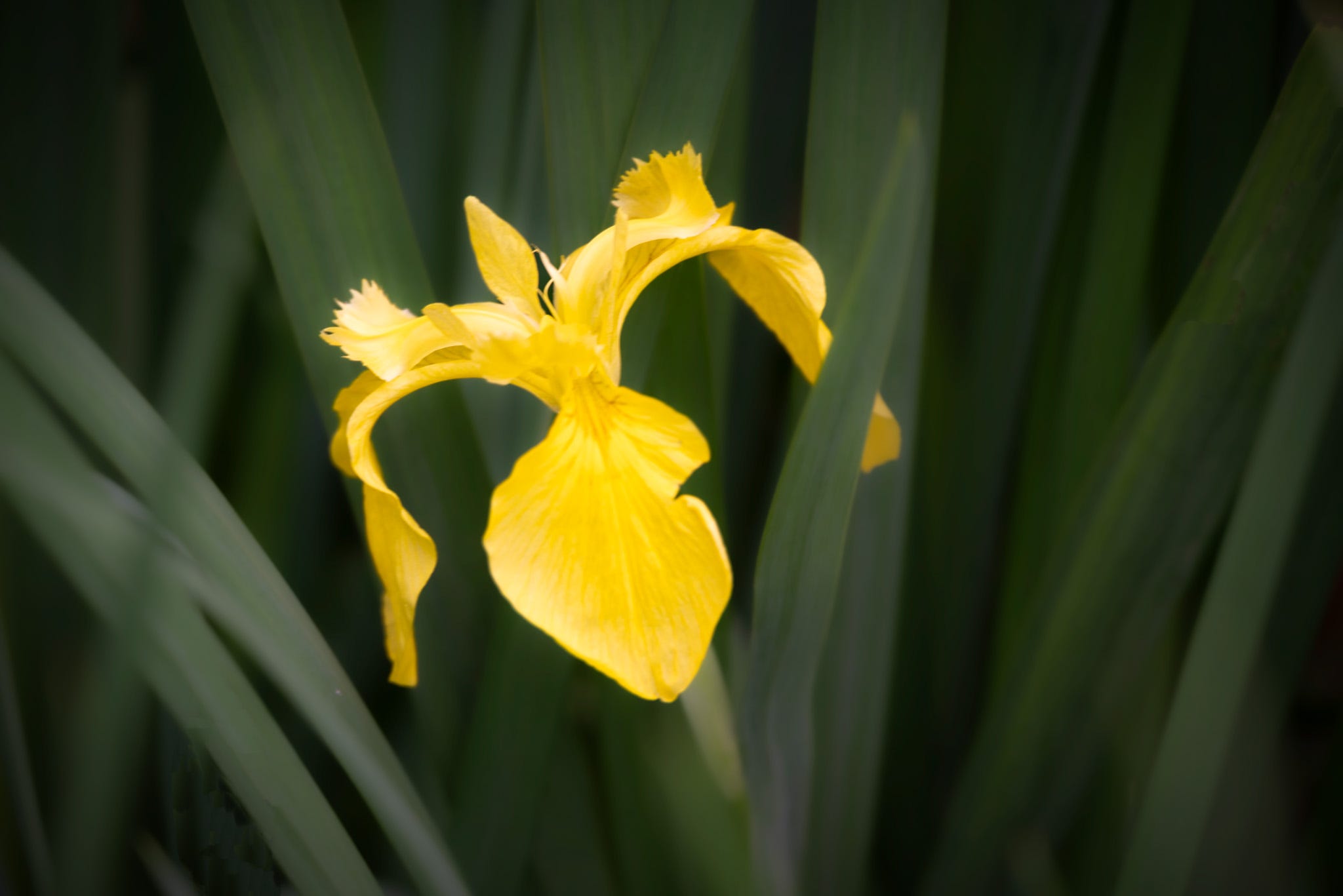 A single yellow iris bloom among the dark green fronds