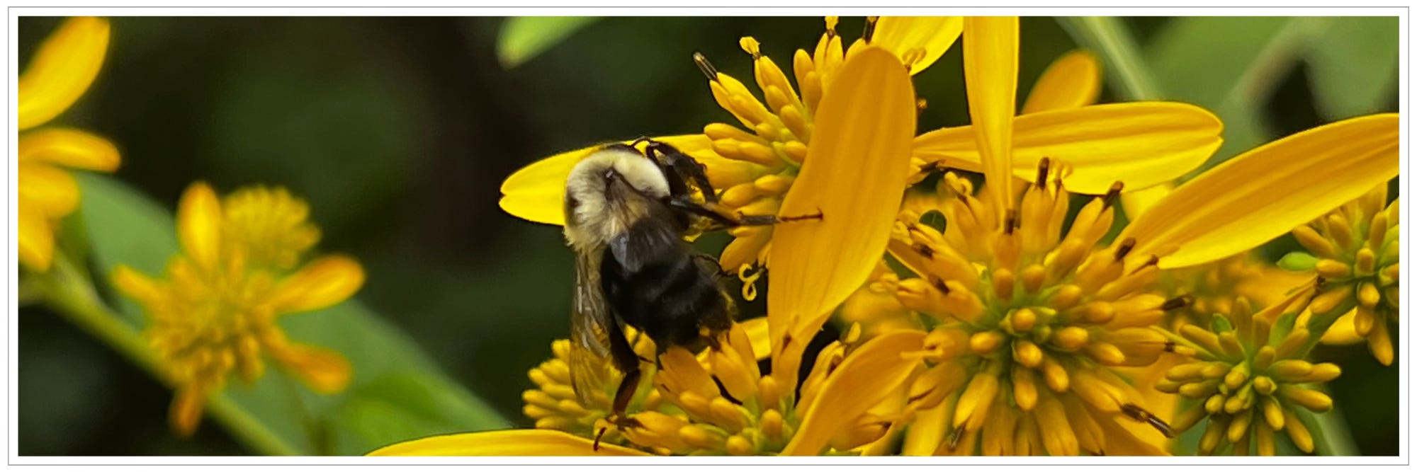 bee on flower