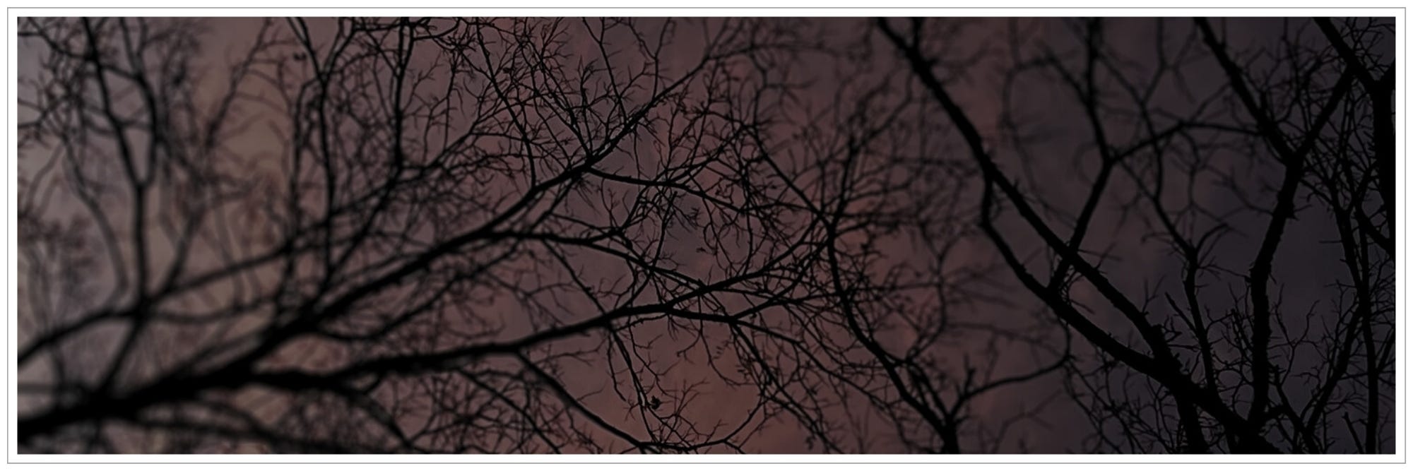 Pre-dawn sky through trees