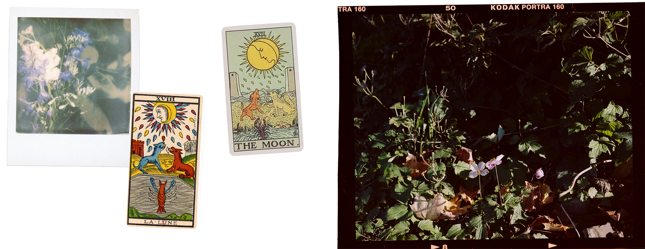 from left to right: a polaroid of flowers against a cyanotype of flowers, the moon tarot card in the marseille tarot deck, the moon tarot card in the smith waite deck, and a medium format photograph of two fragile pink flowers against dead looking leaves and grass.