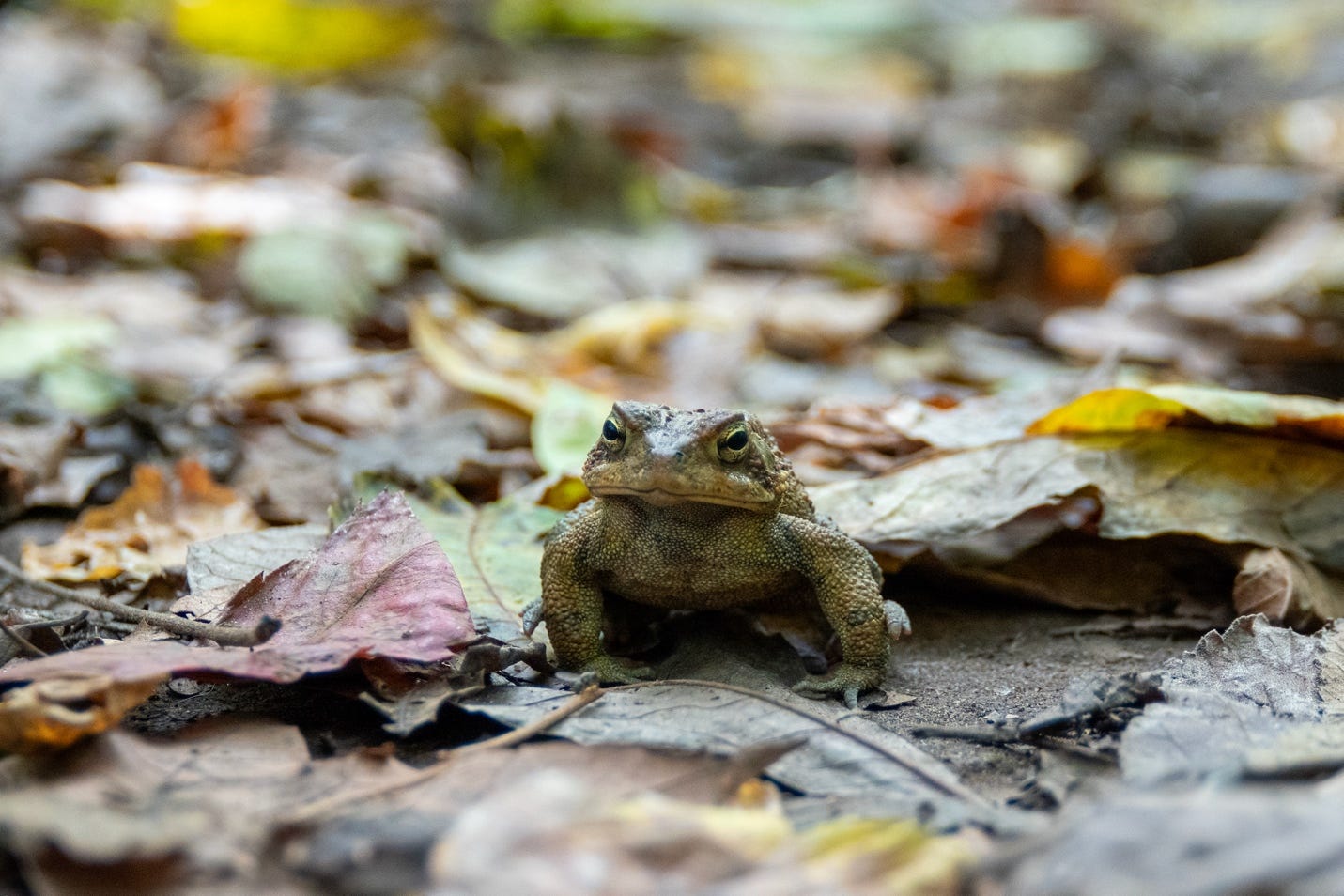 A frog on the ground

Description automatically generated