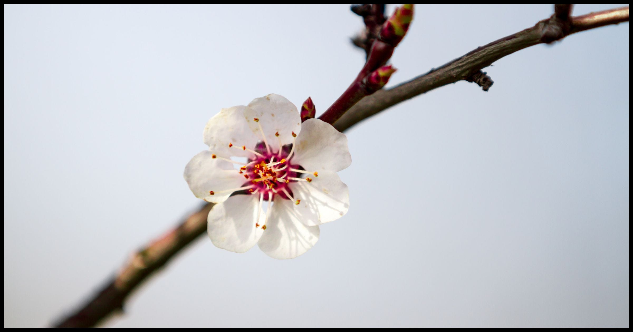 A flower blossoming on a branch.