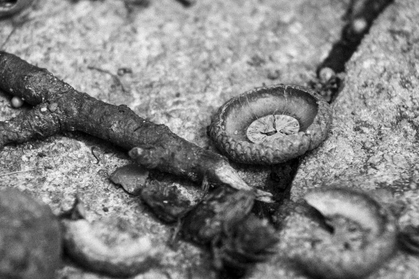black and white image of concrete, a small stick, the top of an acorn, other assorted detritus.