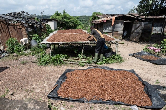 A farmer arranges fermented cocoa beans onto a sheet to dry out in the sun