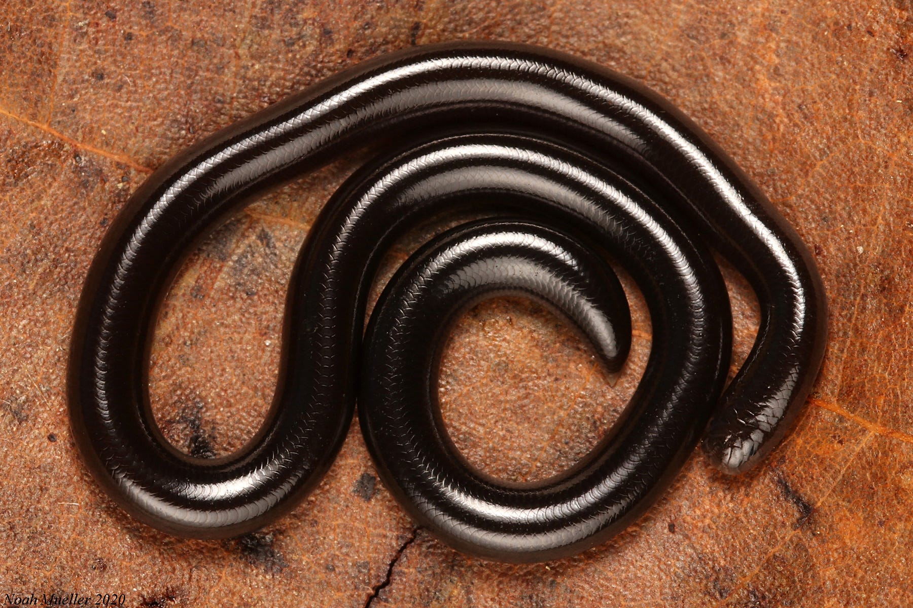 thin shiny black snake