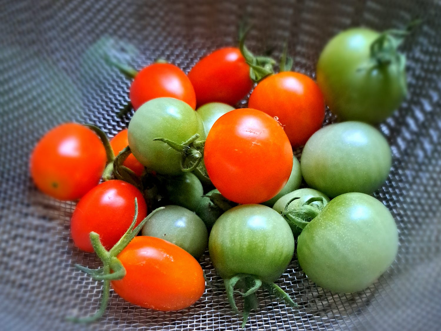 tomatoes