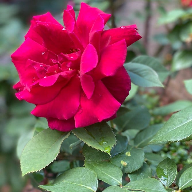 Mr. Lincoln tea hybrid red rose in full bloom in June photograph close up, My Forever Son book jacket to 19 Poems to "Beat Still My Heart" and "My Child on Earth Above, In Heaven's Care" song, and poem "If Only a Mother's Love Could Have Saved You" and Table of Contents, Sorrow Buried in Love