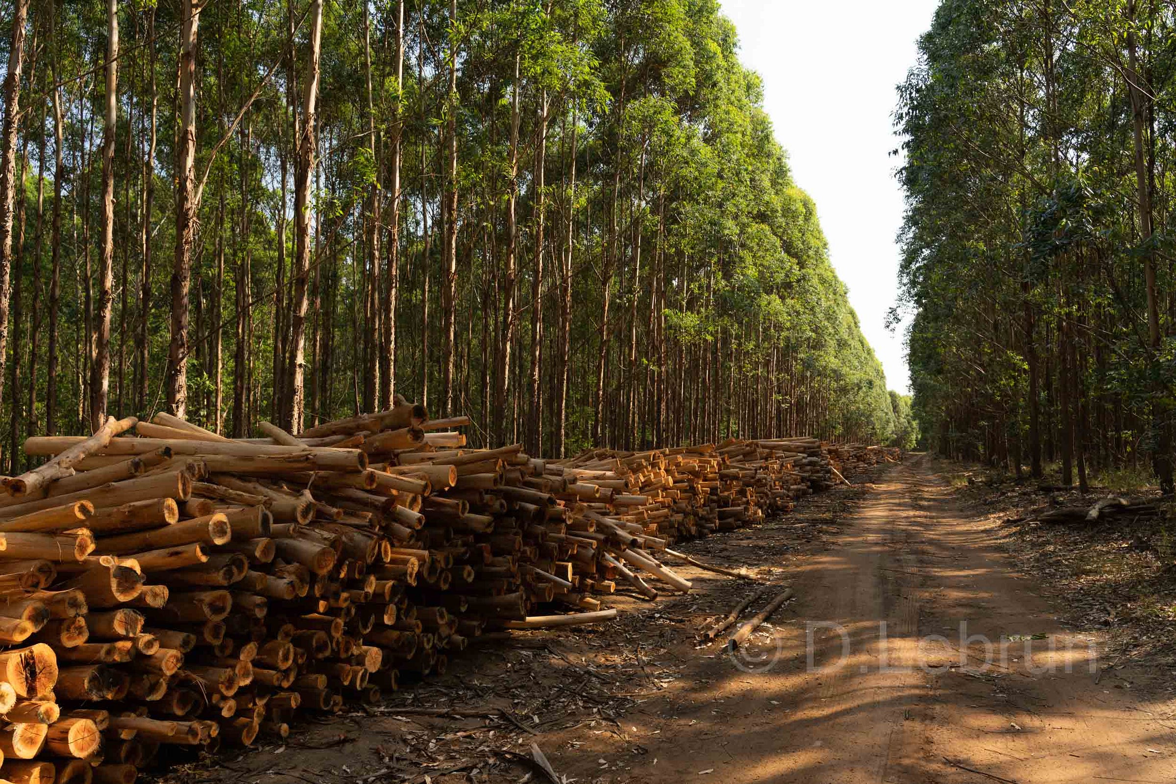 Les monocultures et les forêts de classes d'âge ne sont pas des forêts naturelles et leur bilan en matière de stockage du carbone est bien inférieur à celui de ces dernières, Afrique du Sud, 2024 (photo/Dorothee Lebrun).