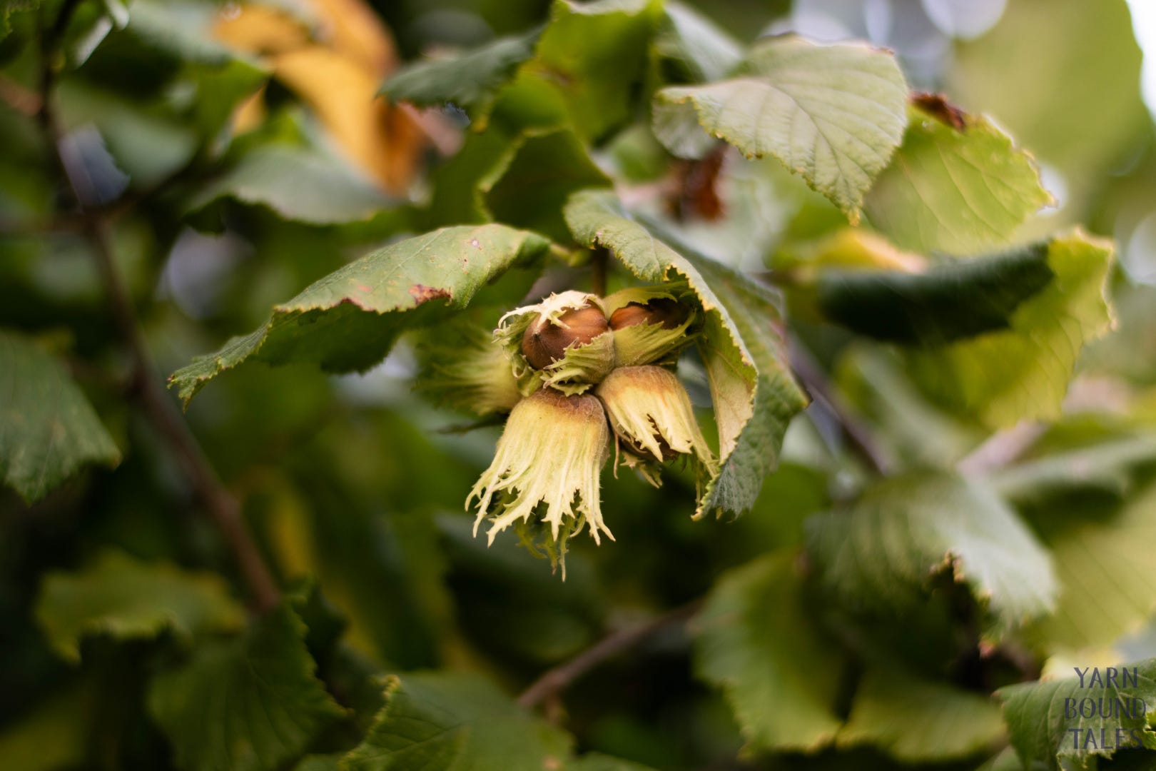 Close-up photo of the fruit of a hazelnut tree.