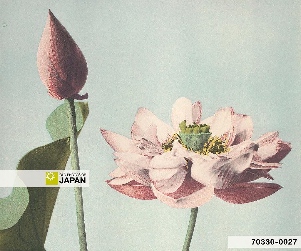 70330-0027 - Lotus flower by Kazumasa Ogawa
