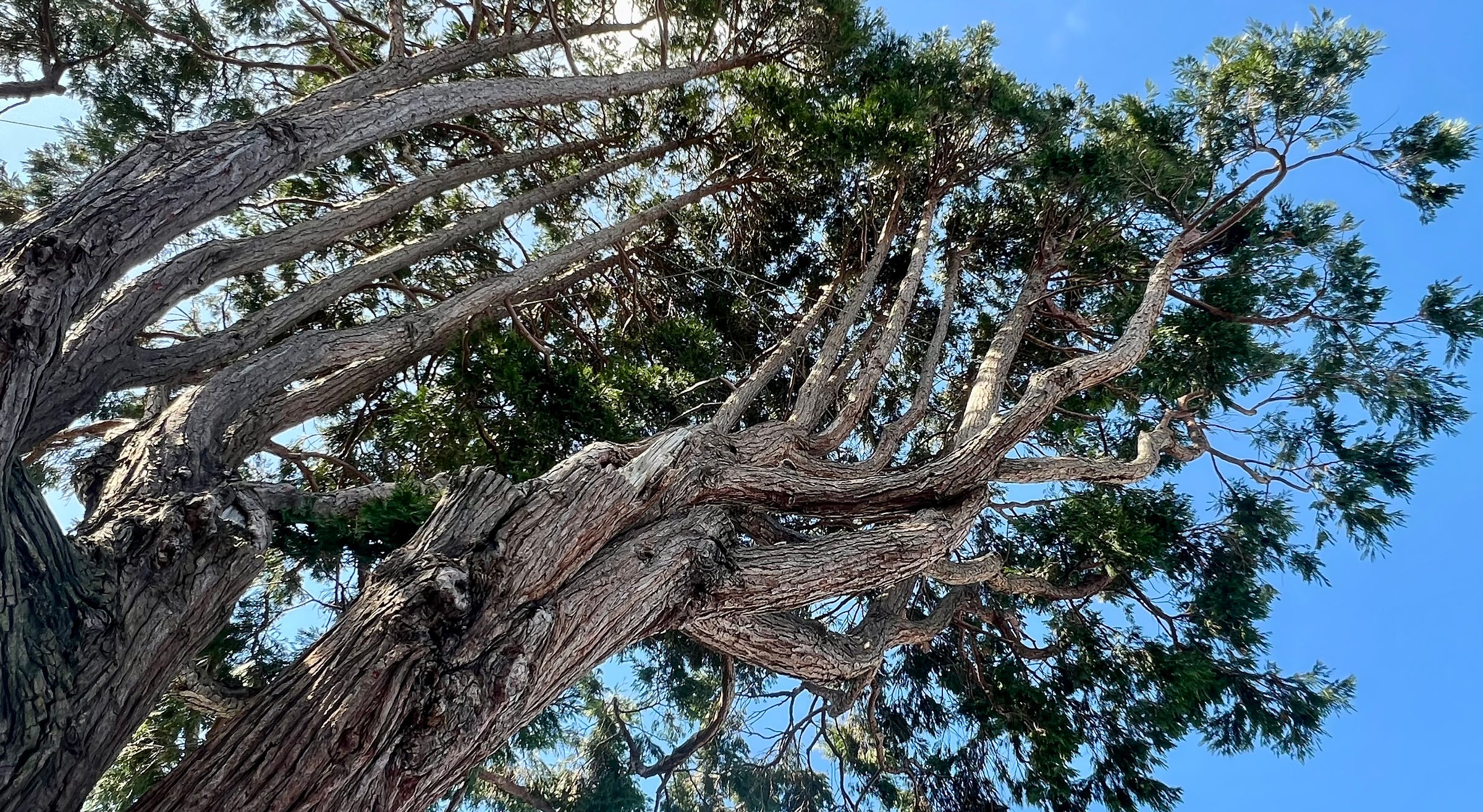 Looking up into the burls and broken branches of a California incense cedar tree. All rights reserved, Barbara Tien ©2024