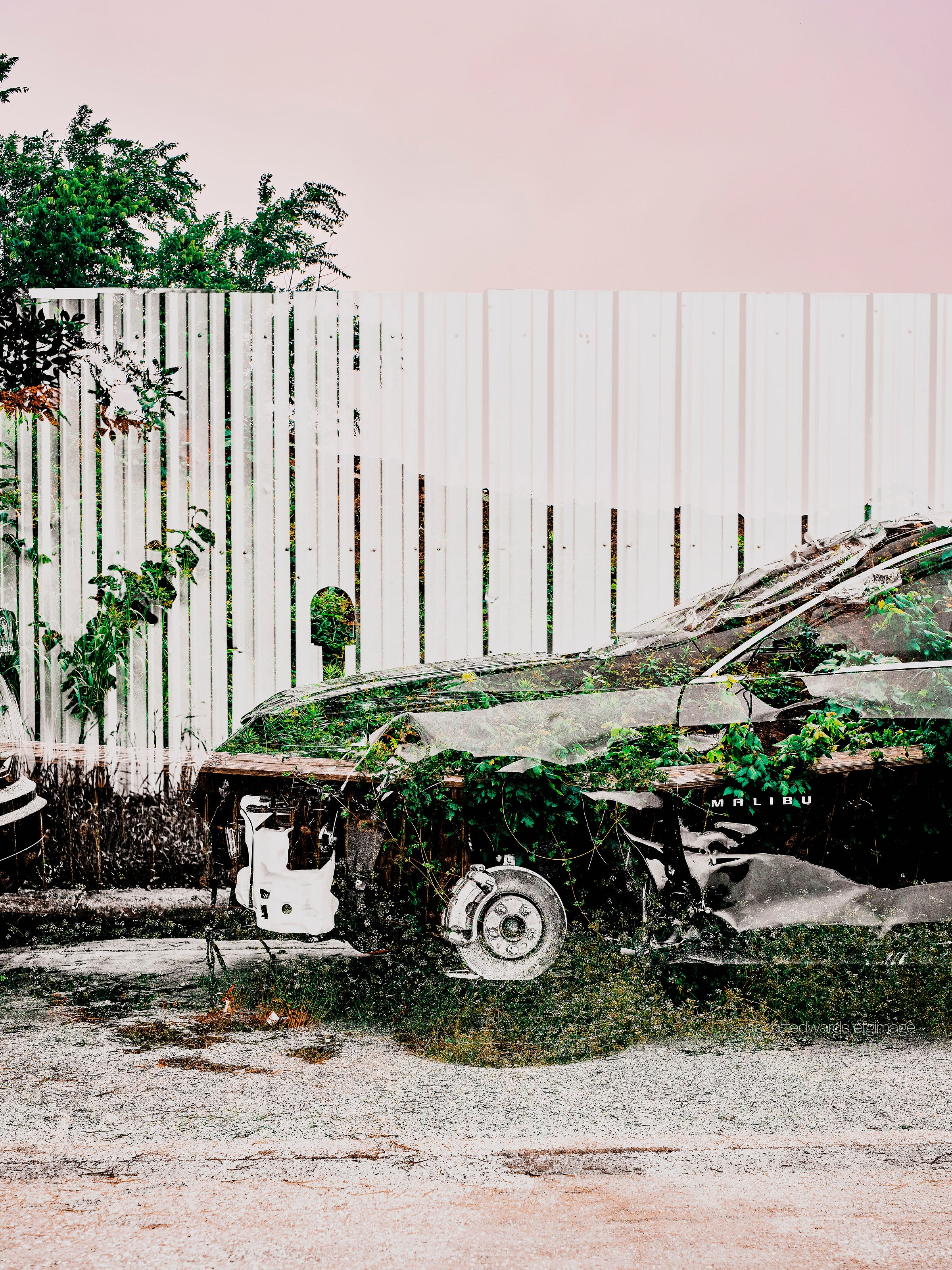 A wrecked Malibu is consumed by time and plants. 