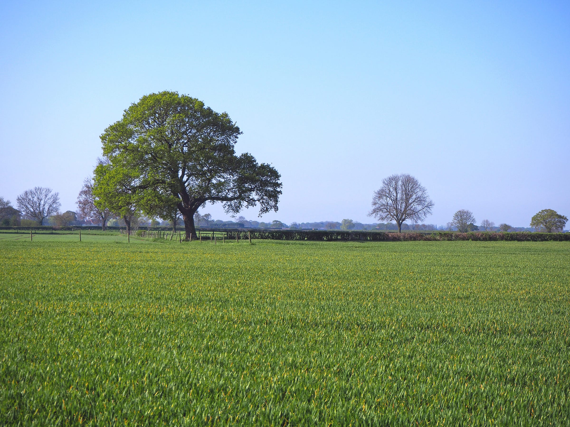 Open green agricultural fields with a clear blue sky above.  There are several established deciduous trees among the fields.