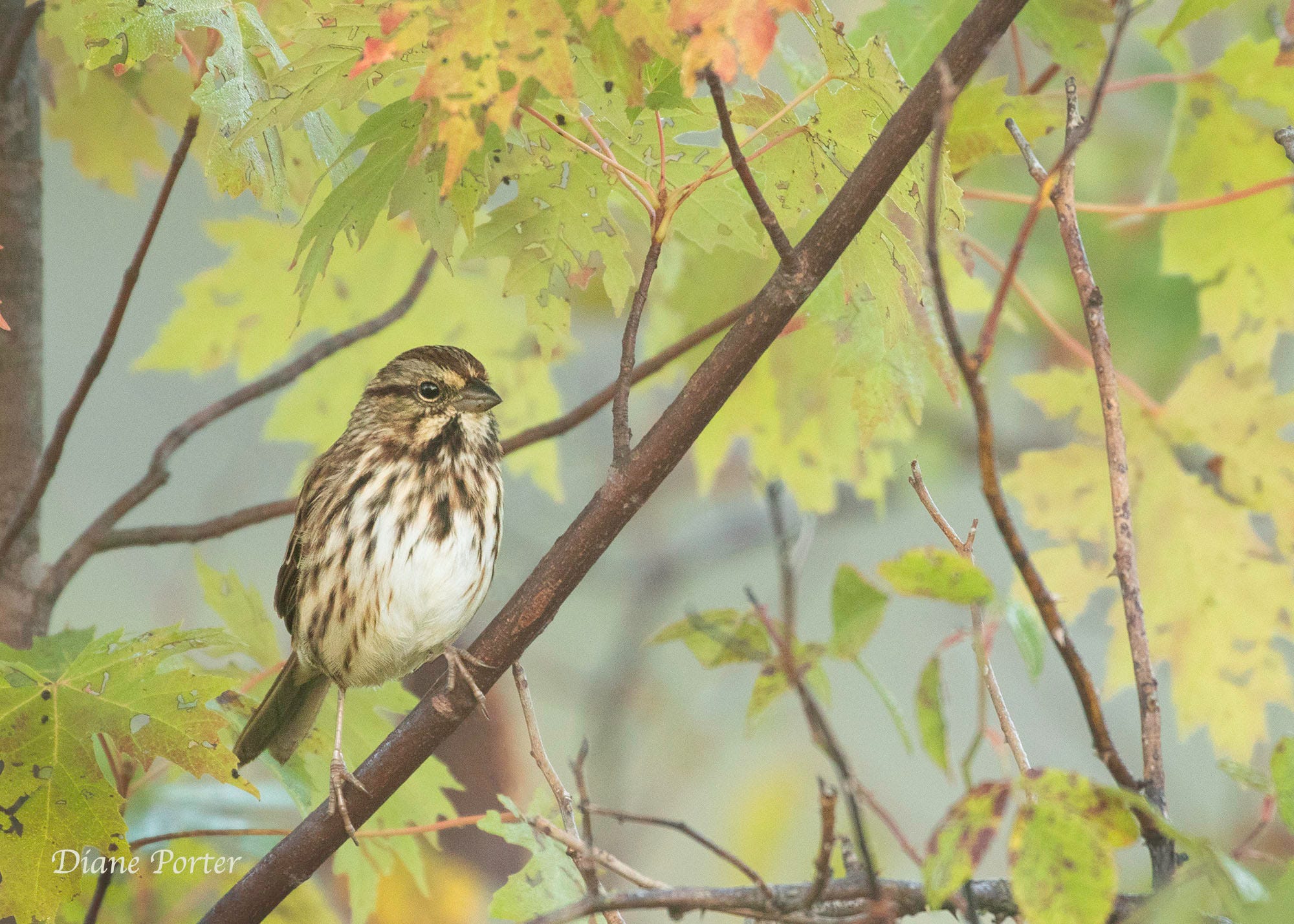 Song Sparrow perched in a tree with changing fall foliage