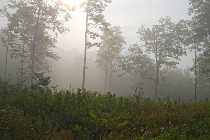A freshly managed area of Ethan Tapper’s own forest in Bolton. Working forests are managed for biodiversity, climate resilience and more, while also producing local, renewable resources.
