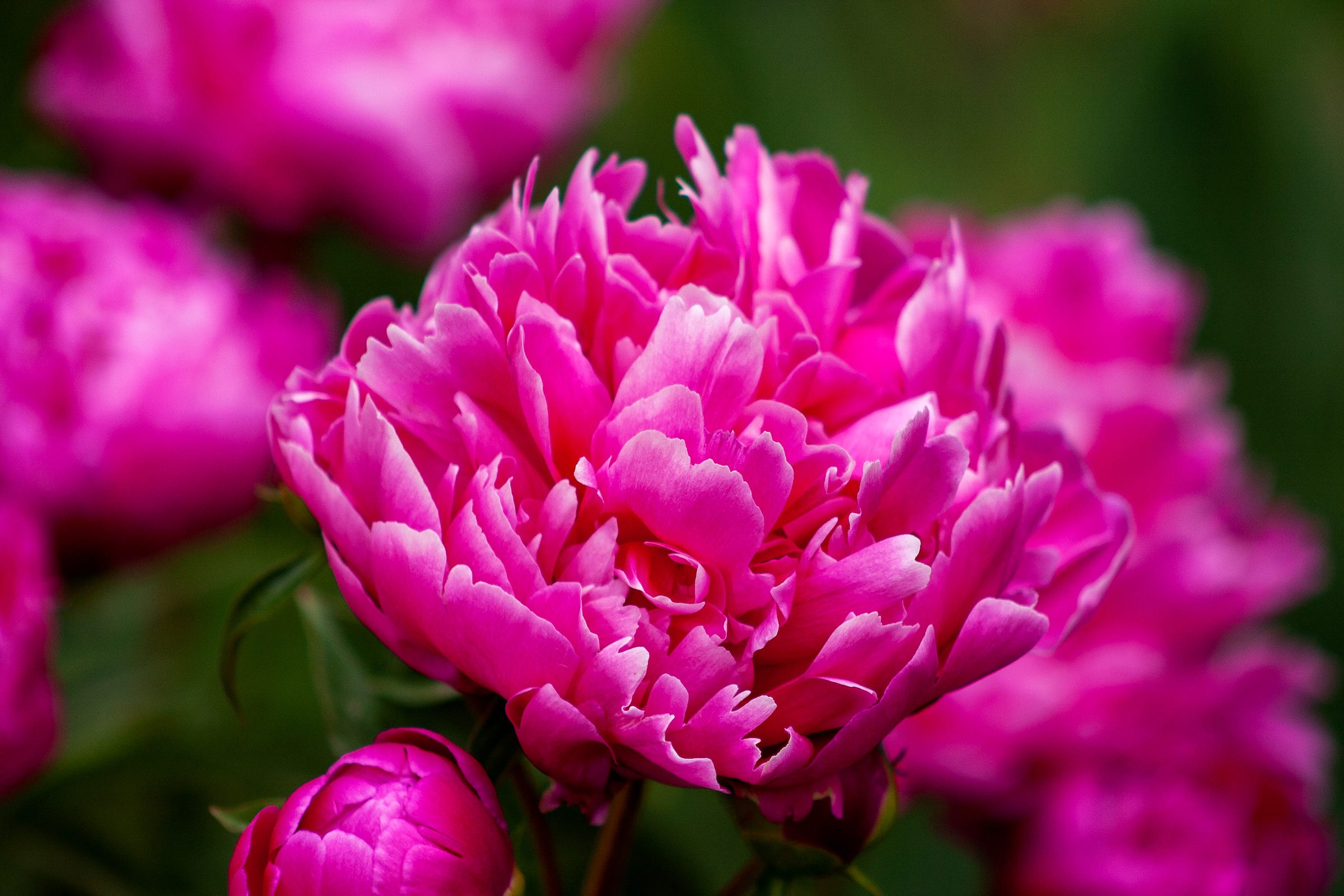 pink flower with green and pink background