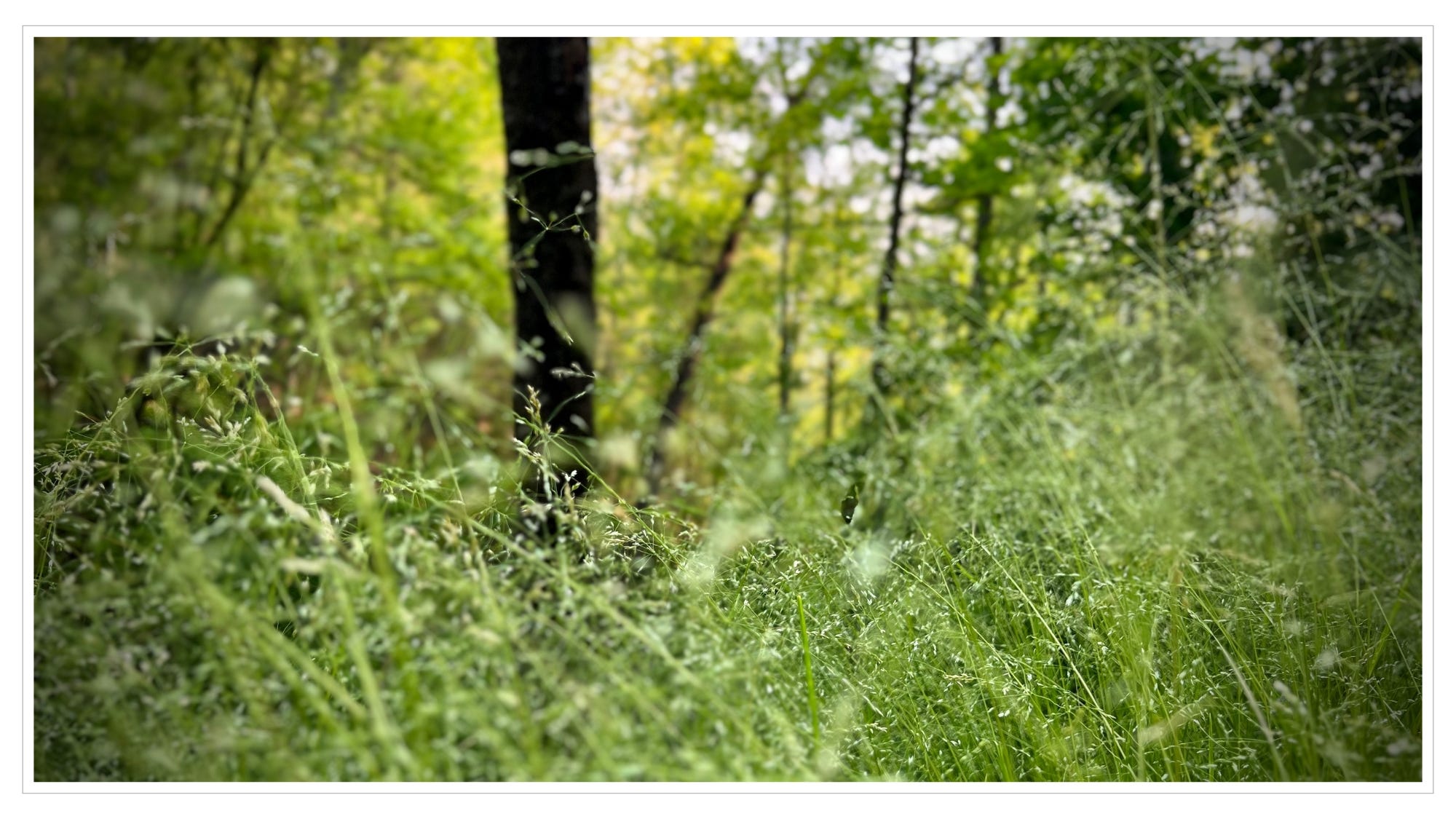 grasses in foreground, trees background, shallow depth of field, late afternoon light