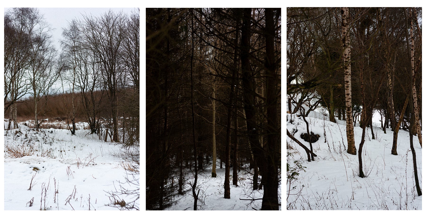 A triptych of photographs of a snowy woodland, the middle image focuses on a single tree in the midst of deep forest.