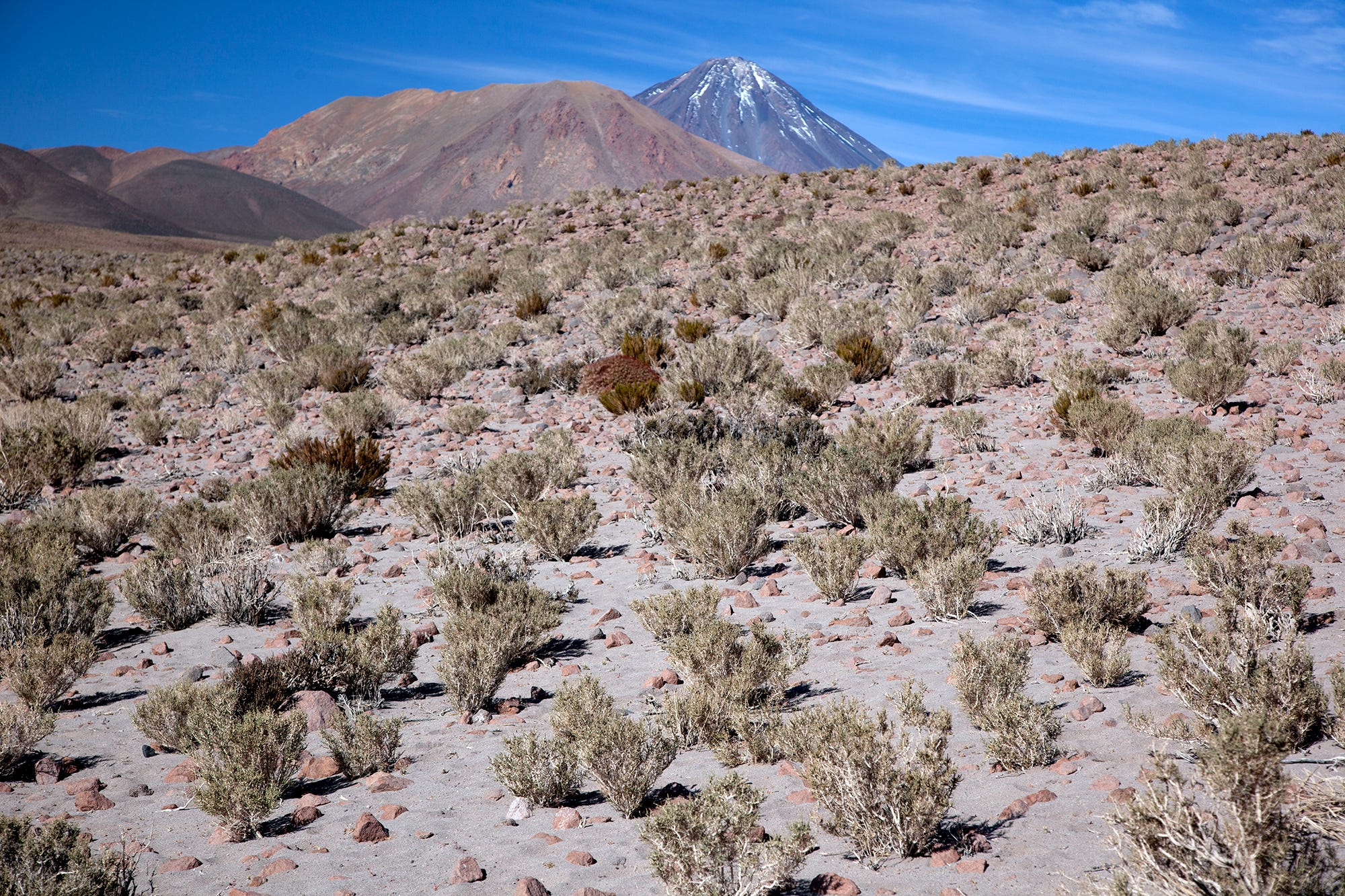 The Edible Plants of the Atacama Desert by Nicholas Gill