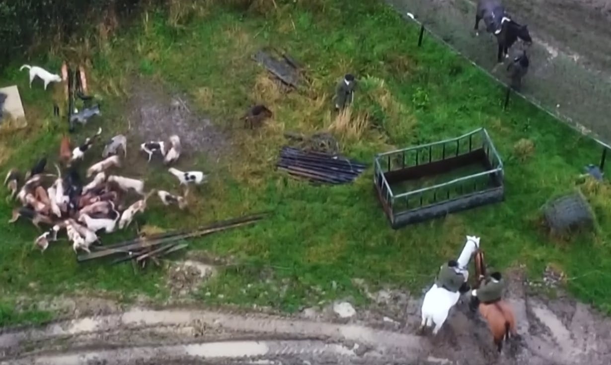 Members of the BSV Hunt look on as hounds tear up a fox. Drone footage by North Dorset Hunt Sabs