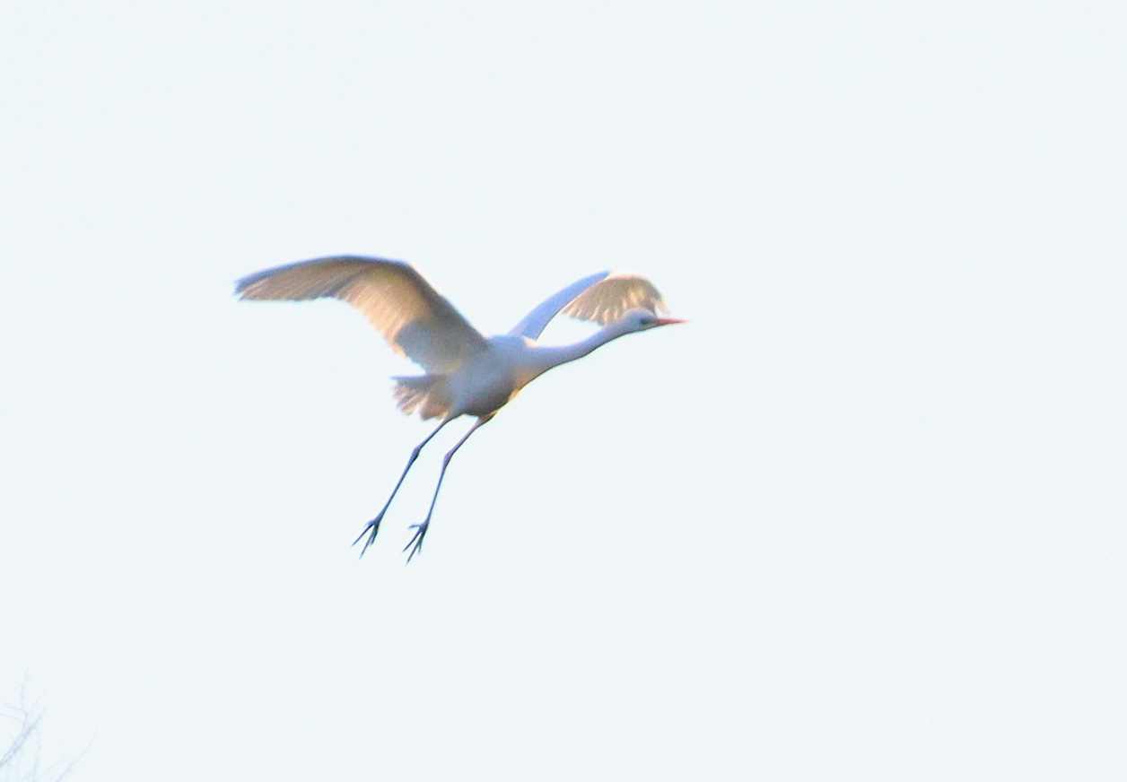 A Great Egret against a greyish but light sky. The bird is landing and therefore has its legs and wings stretched.