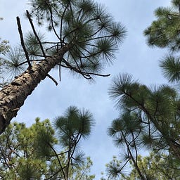 Longleaf Politics