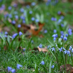 Chasing the Blue Flower with Laura Boggess