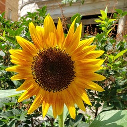 one sunflower