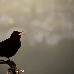 Birdsong Academy