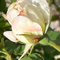 A Ladybug Gets Healthy