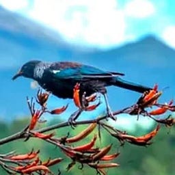 Mountain Tūī