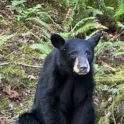 Classic Age Vitalist