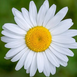 Daisy Alpert Florin