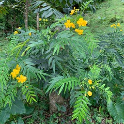 Rebecca Lee (maybeitsmercury)