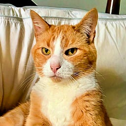 The Bobington Daily News