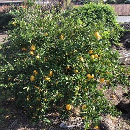SoCal Homesteading