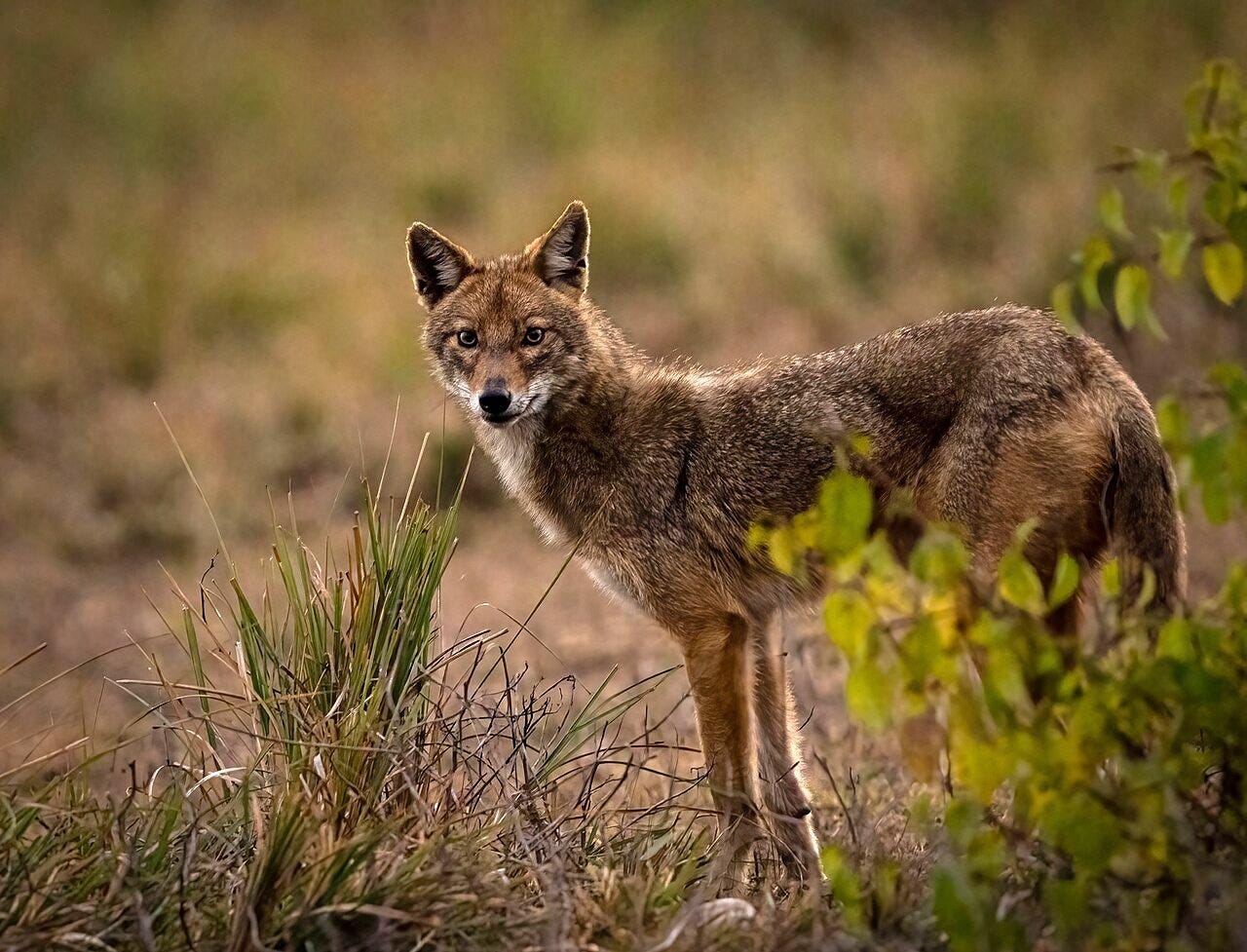 un chacal dorado, una especie de mamífero algo más grande que un zorro que ha sido visto en la península Ibérica