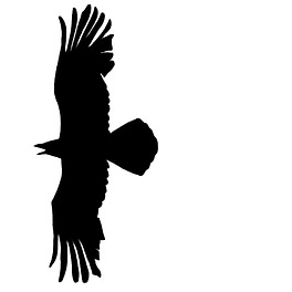 Project Raven Logo